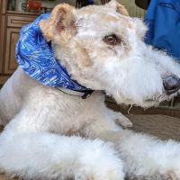 Paws and Paddle Canine Conditioning ico
