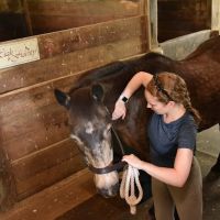 Tailored Veterinary Care ico