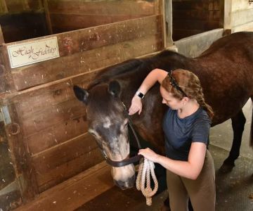Tailored Veterinary Care