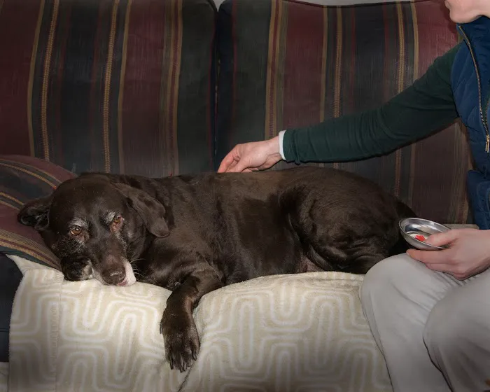 Tailored Veterinary Care 12