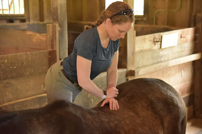Tailored Veterinary Care 12