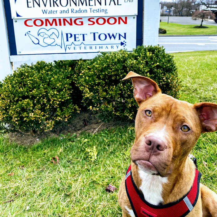 Pet Town Veterinary 12