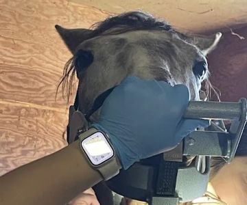 Dunbarton Equine
