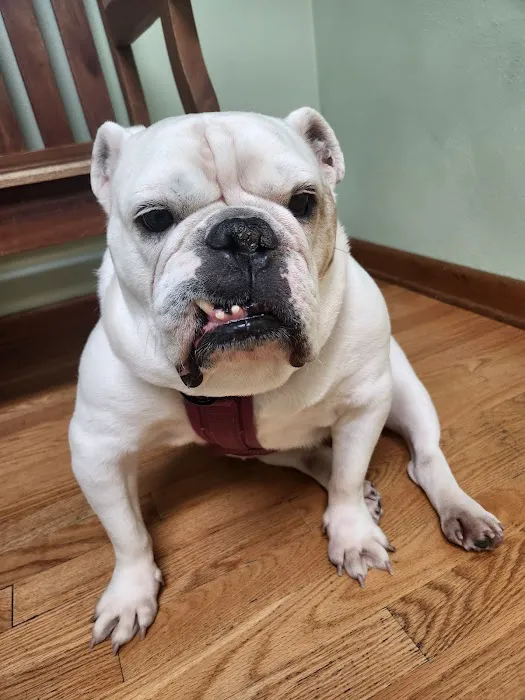 Binghamton Animal Clinic 9
