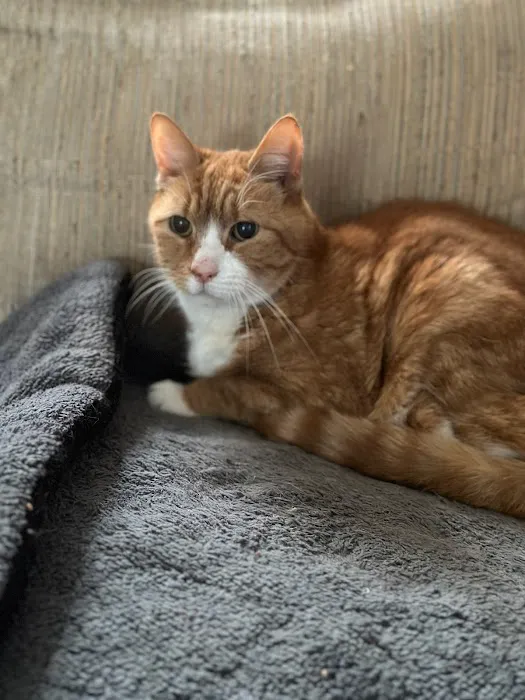 Vestal Veterinary Hospital: Mckinney Christopher DVM 8