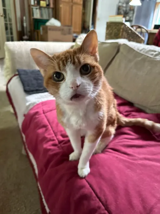 Vestal Veterinary Hospital: Mckinney Christopher DVM 7