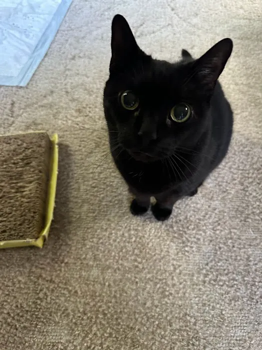 Vestal Veterinary Hospital: Mckinney Christopher DVM 5