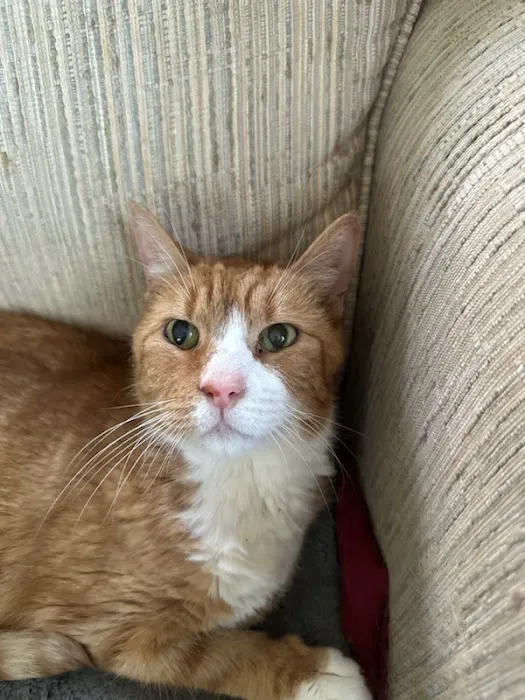 Vestal Veterinary Hospital: Mckinney Christopher DVM 4