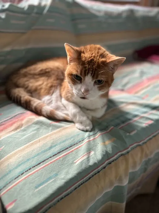 Vestal Veterinary Hospital: Mckinney Christopher DVM 3