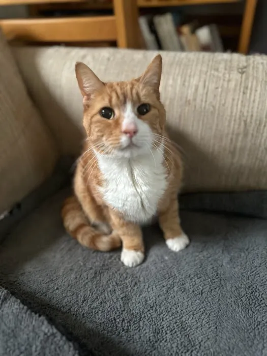 Vestal Veterinary Hospital: Mckinney Christopher DVM 9