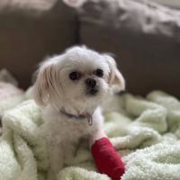 Vestal Veterinary Hospital ico