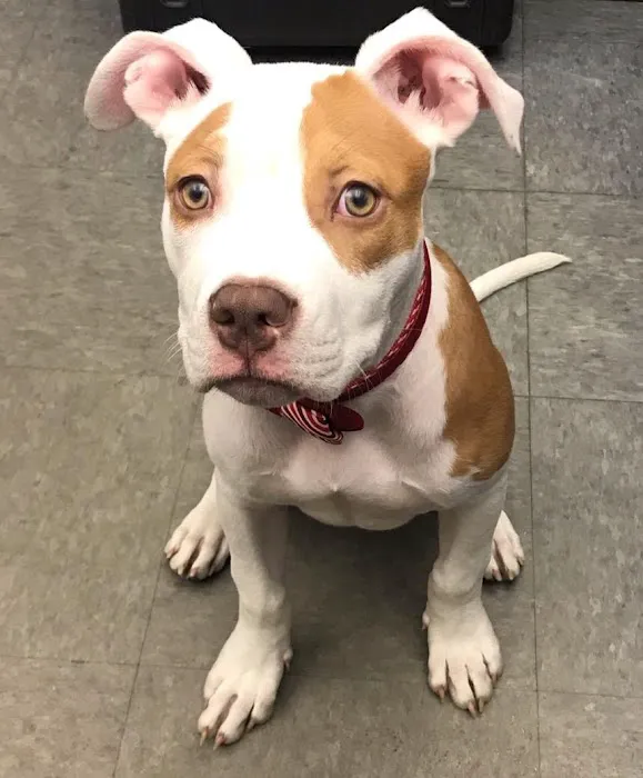 Vestal Veterinary Hospital 10