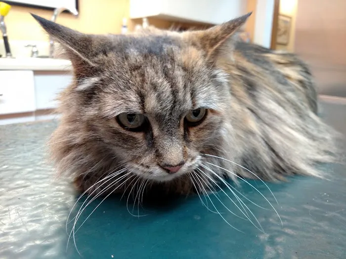 Endless Mountains Veterinary Center, PC 1