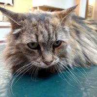 Endless Mountains Veterinary Center, PC ico