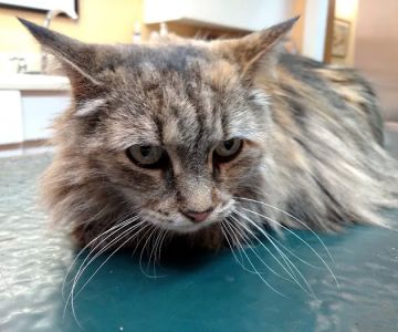 Endless Mountains Veterinary Center, PC