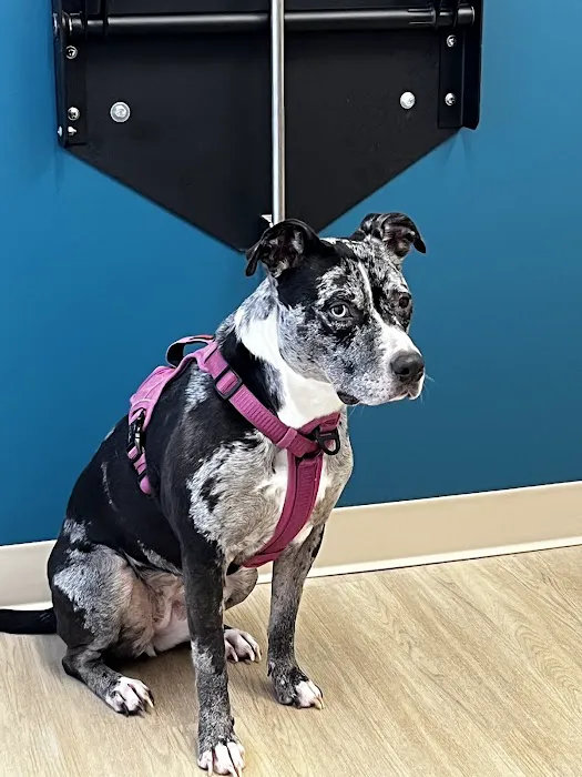 Truss Vet - Veterinary Urgent Care 5