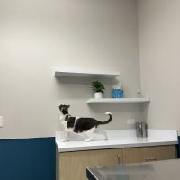 Truss Vet - Veterinary Urgent Care ico