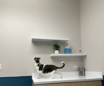 Truss Vet - Veterinary Urgent Care