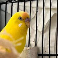 Downtown Greensboro Animal Hospital ico