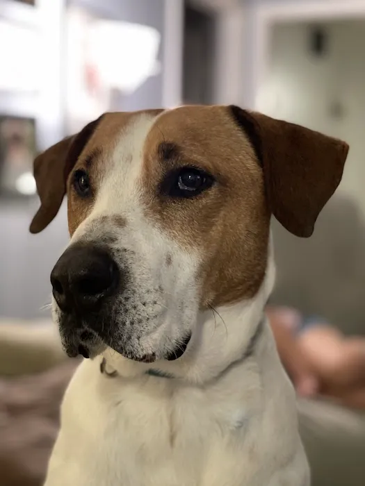 Downtown Greensboro Animal Hospital 9
