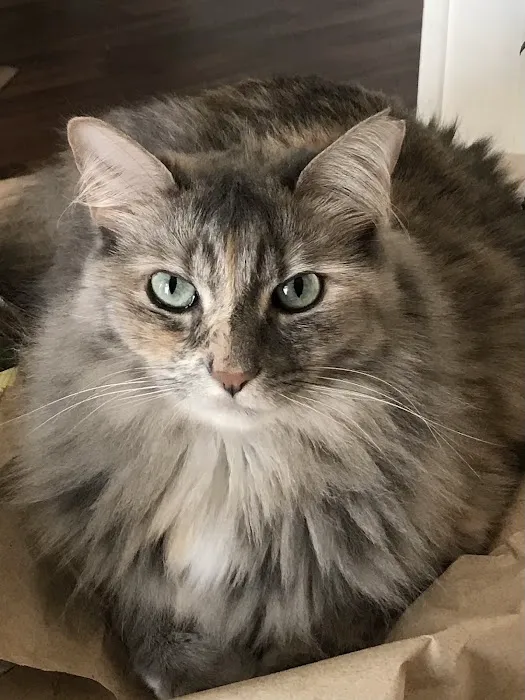 Cat Clinic of Greensboro 12