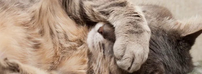 Cat Clinic of Greensboro 12