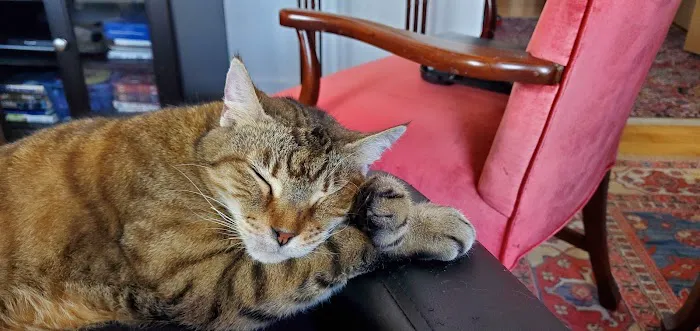 Cat Clinic of Greensboro 12