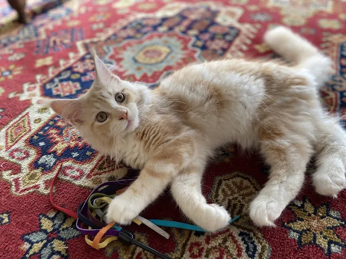 Cat Clinic of Greensboro 12