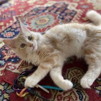 Cat Clinic of Greensboro ico
