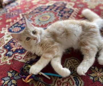 Cat Clinic of Greensboro
