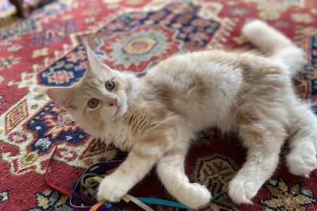 Cat Clinic of Greensboro