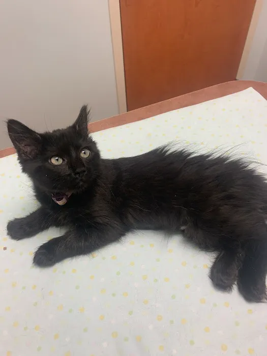 Cat Clinic of Greensboro 12