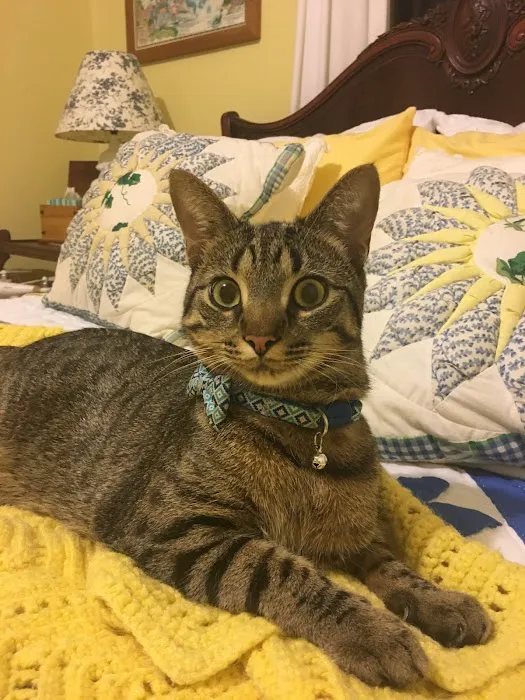 Cat Clinic of Greensboro 12