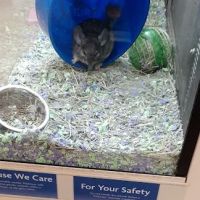 Banfield Pet Hospital ico