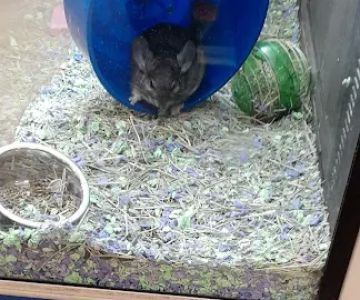 Banfield Pet Hospital