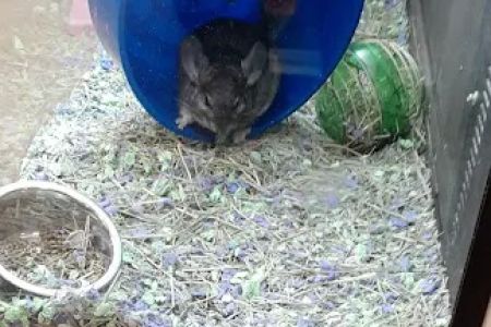 Banfield Pet Hospital