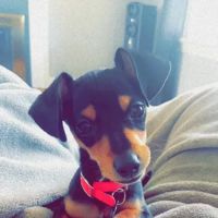 Battleground Veterinary Hospital ico