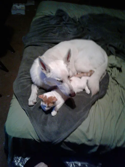 Banfield Pet Hospital 12
