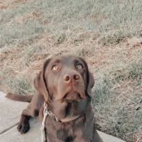 Garden Creek Pet Clinic ico
