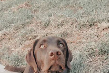 Garden Creek Pet Clinic