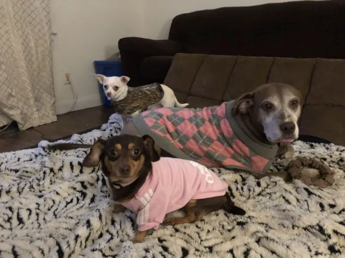 Cobb Animal Clinic 1