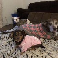 Cobb Animal Clinic ico