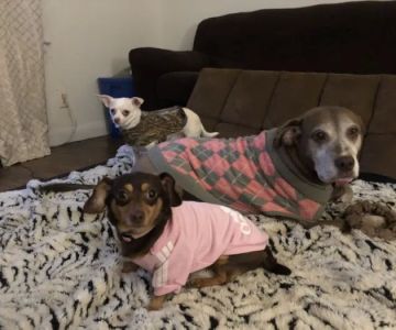 Cobb Animal Clinic