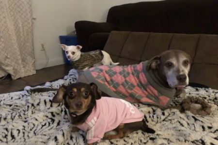 Cobb Animal Clinic