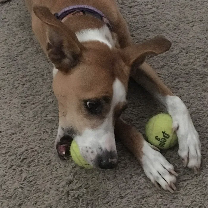 Cobb Animal Clinic 7