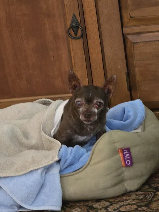 Cobb Animal Clinic 4