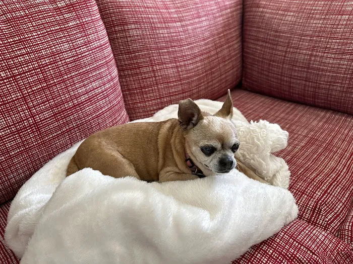 Cobb Animal Clinic 9