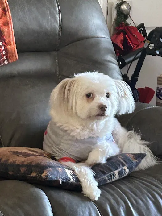 Phoenix Animal Hospital 1