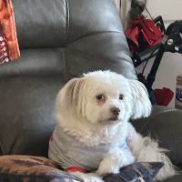 Phoenix Animal Hospital ico