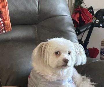 Phoenix Animal Hospital